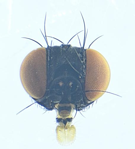 Hexomyza simplicoides